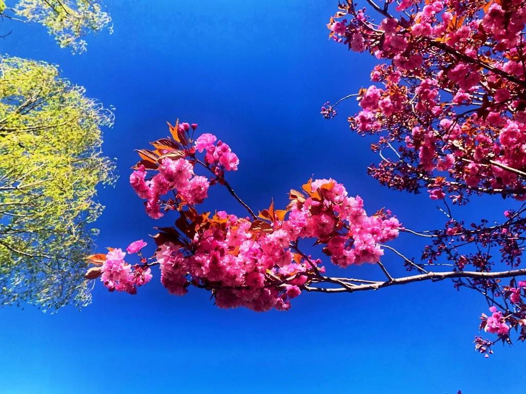 香格里拉五月天，正是櫻花浪漫時(shí)，怎一個(gè)美字了得！
