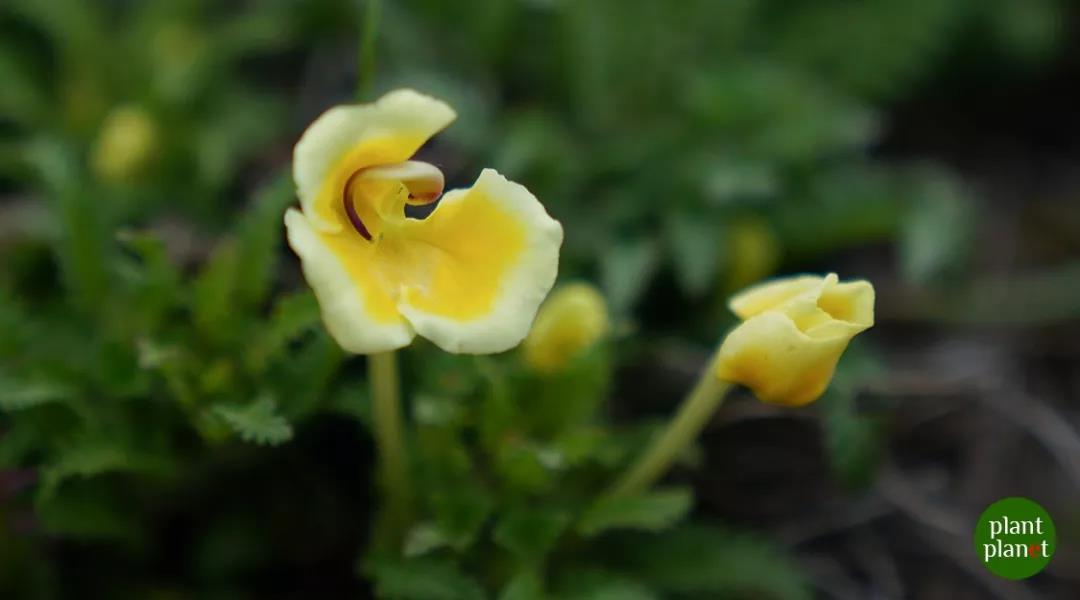香格里拉高山植物園