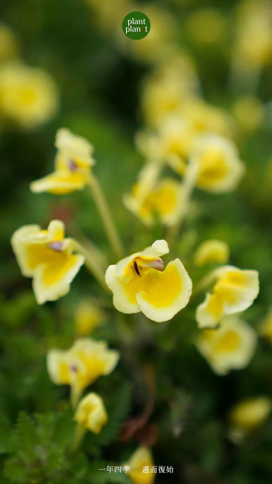 香格里拉高山植物園