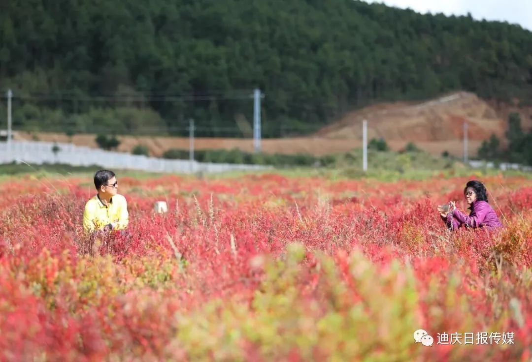 香格里拉草原最美絢爛秋色——狼毒花