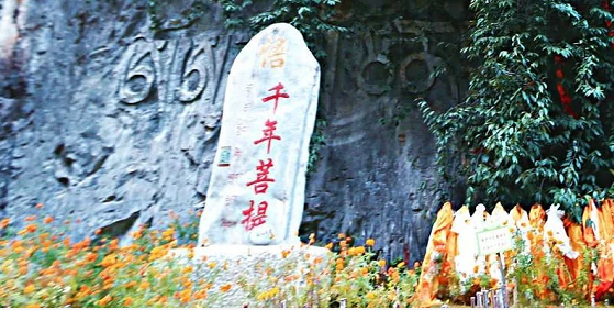 鳳凰菩提樹下的頓悟