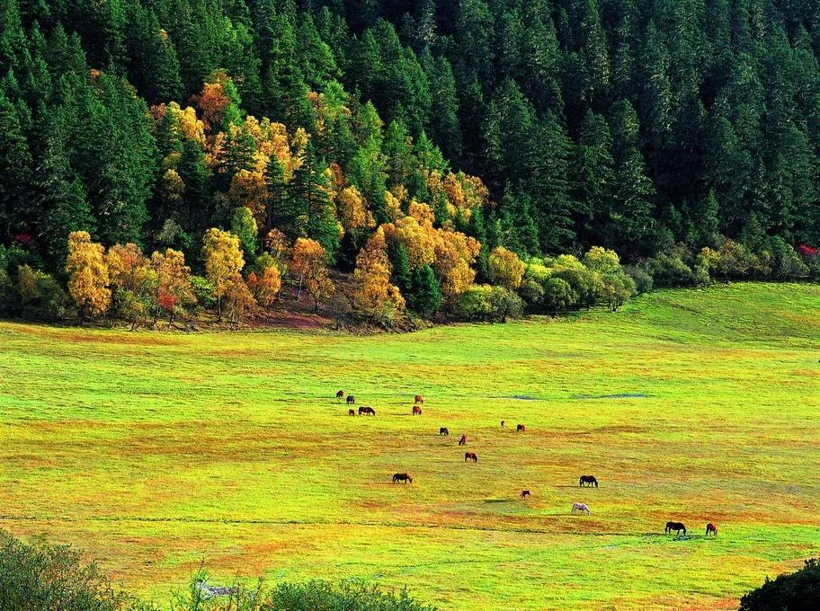 《尋找最美秋天》或許這里是關(guān)于旅行最終極的想象——迪慶！