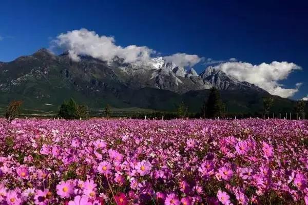 香格里拉旅游攻略：忽然，想去香格里拉了。。。