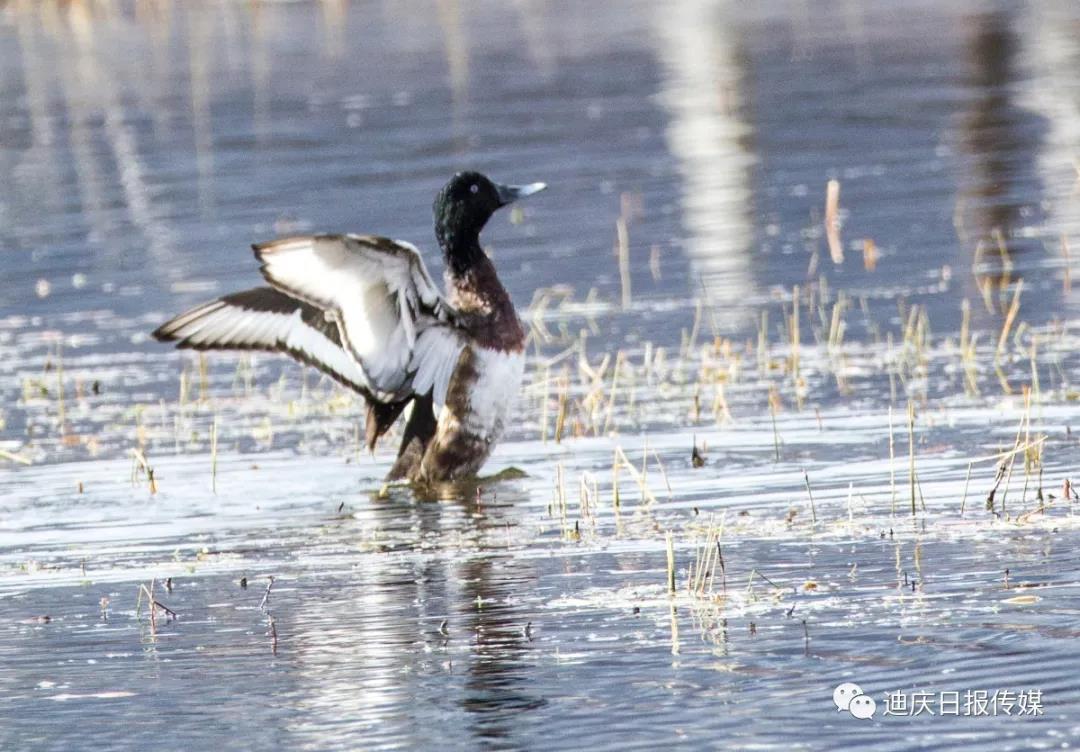 【香格里拉飛羽天堂——每日觀鳥(niǎo)臺(tái)】“鳥(niǎo)中大熊貓”——青頭潛鴨