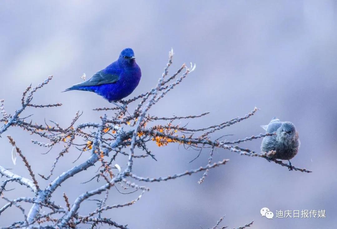 【香格里拉飛羽天堂——每日觀鳥臺】雀鳥殺手——雀鷹