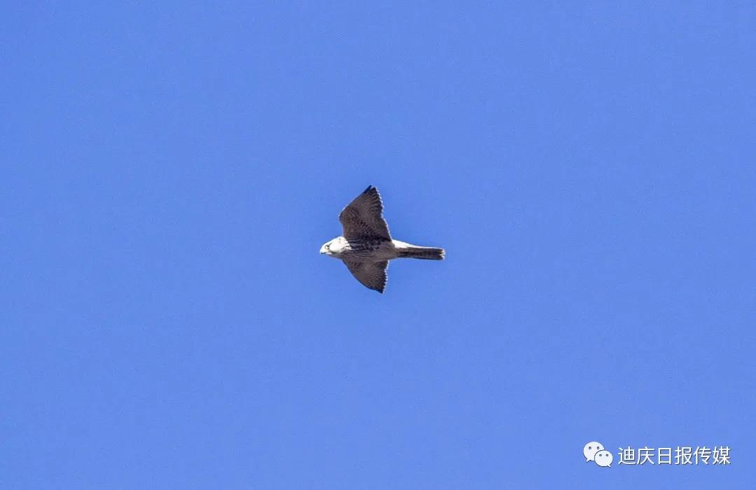 【香格里拉飛羽天堂——每日觀鳥臺】飛行健將：游隼