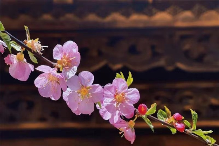 你要的春天，就在獨克宗古城！不信？請看！