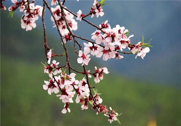 美景來(lái)襲！香格里拉：雪域桃源吐芳華，尼西湯堆美如畫(huà)！