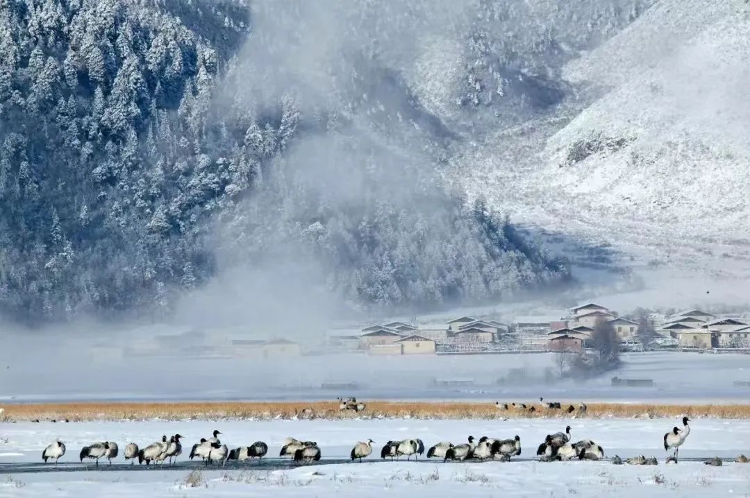 香格里拉活動(dòng)策劃:香格里拉冬天的雪，是夏天揉碎的云?