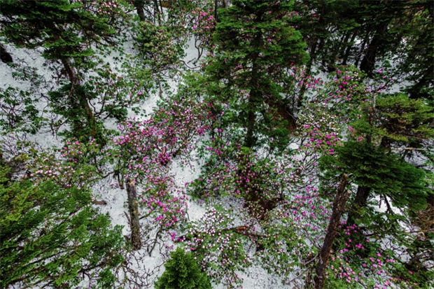 云南旅游,云南旅行社,云南團建公司,云南策劃公司,云南會議會展,云南活動執行,香格里拉旅游,香格里拉旅行社,香格里拉團建公司,香格里拉會議公司,香格里拉會議會展：巴拉格宗 | 雪山腳下，私藏一片杜鵑花海